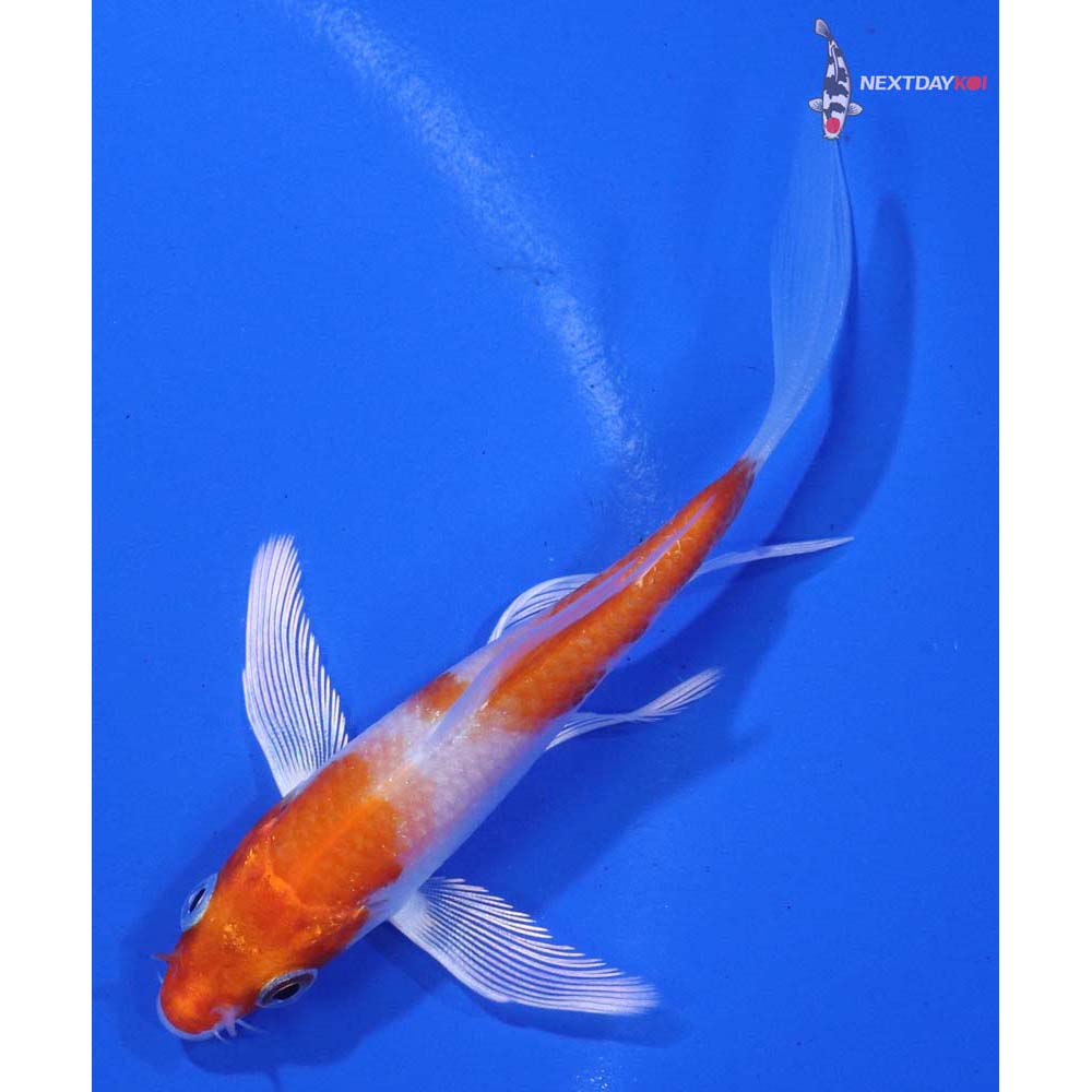 3.5” Imported Hariwake Butterfly Koi