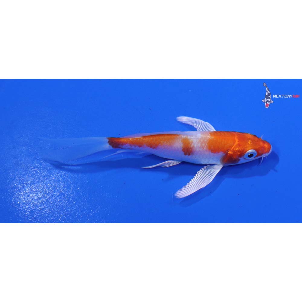 3.5” Imported Hariwake Butterfly Koi