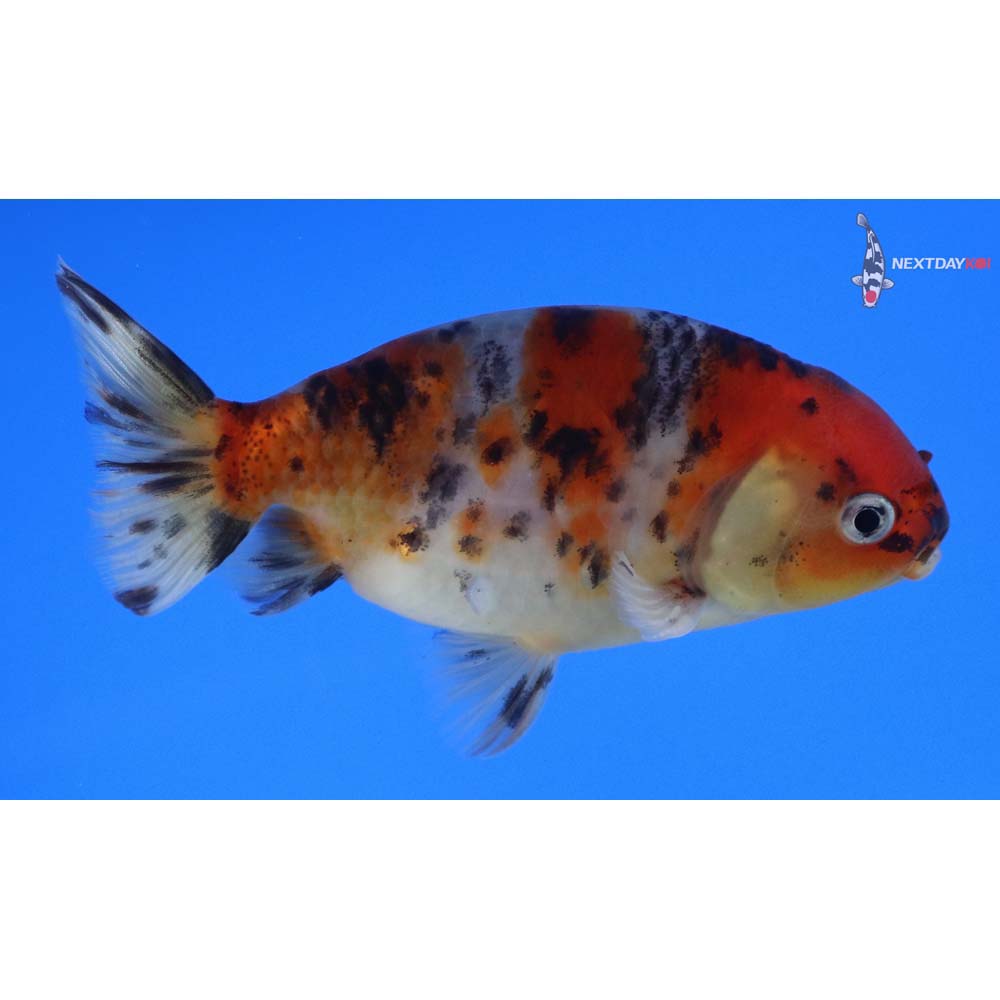 4” Imported Calico Ranchu