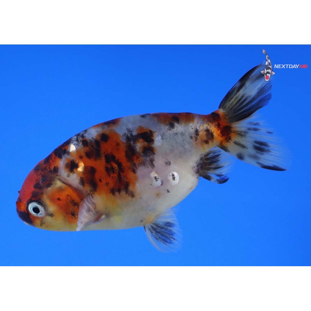 4” Imported Calico Ranchu