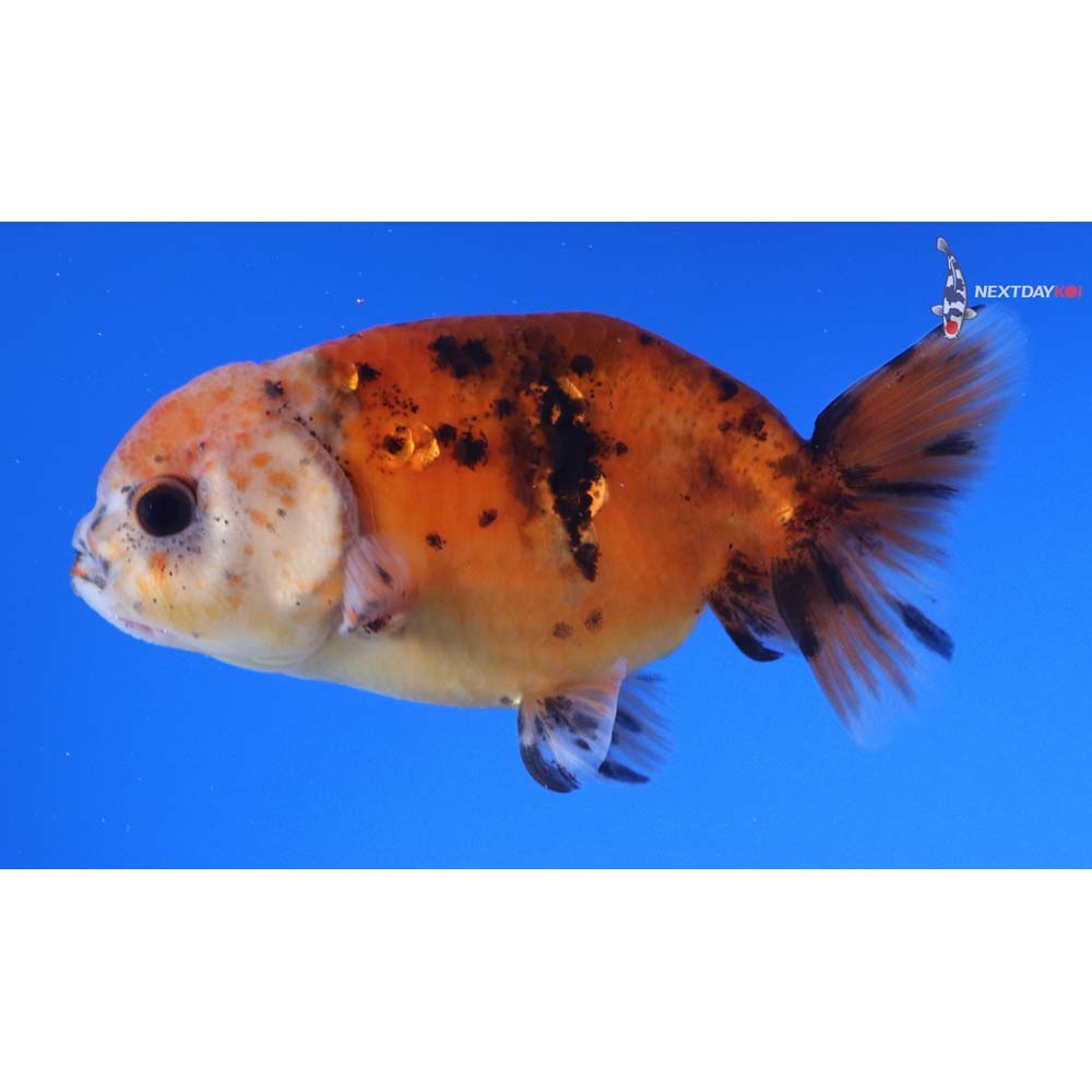 3.5” Imported Calico Ranchu