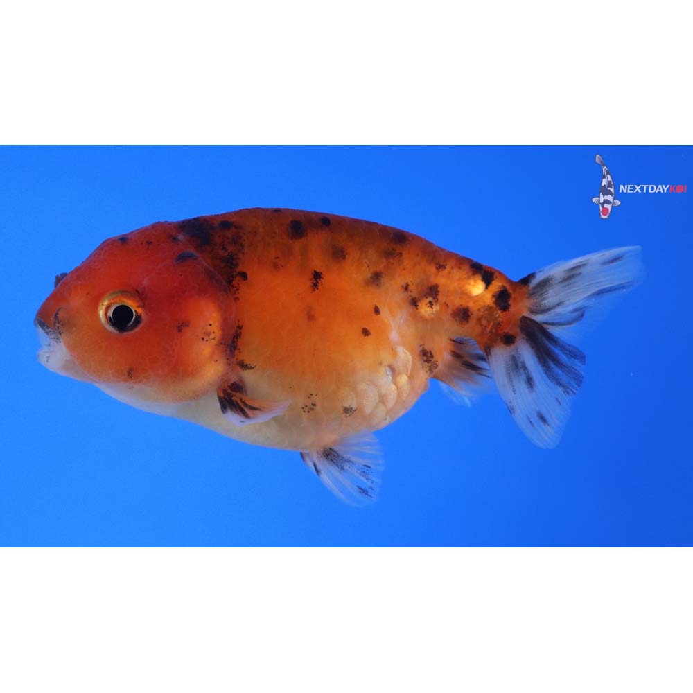 4” Imported Calico Ranchu