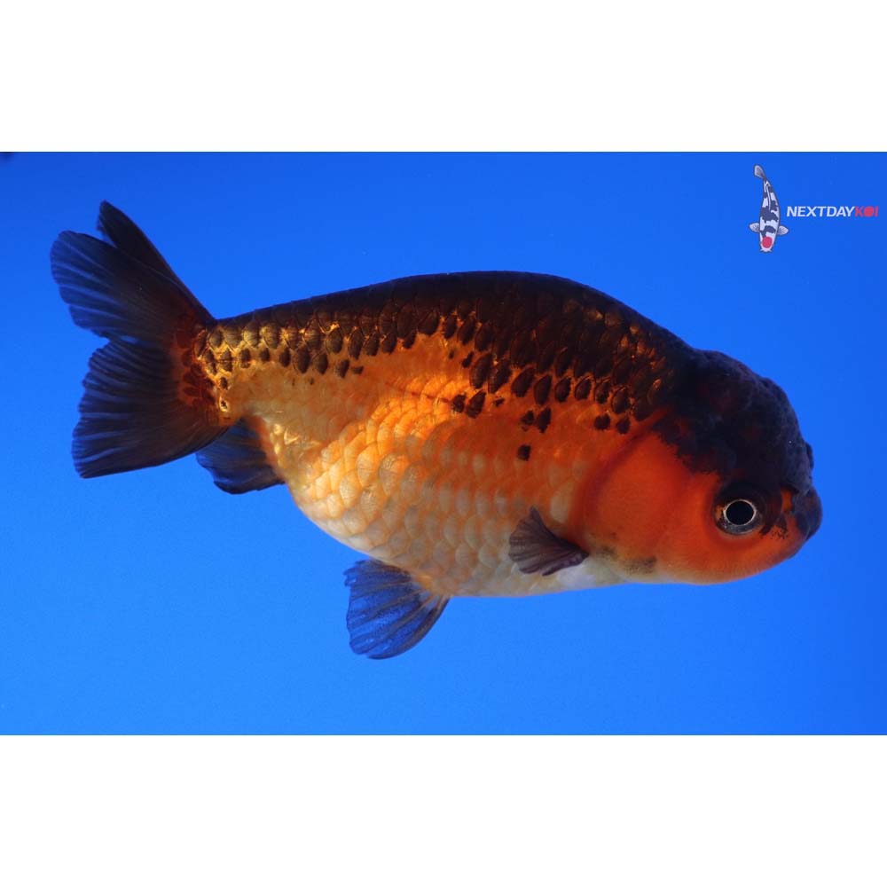 3.5” Imported Red and Black Ranchu