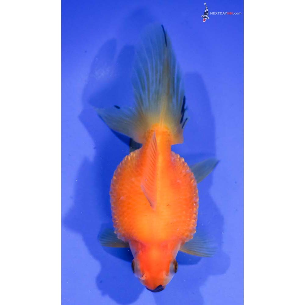 5” Imported Yellow and Black Pearlscale