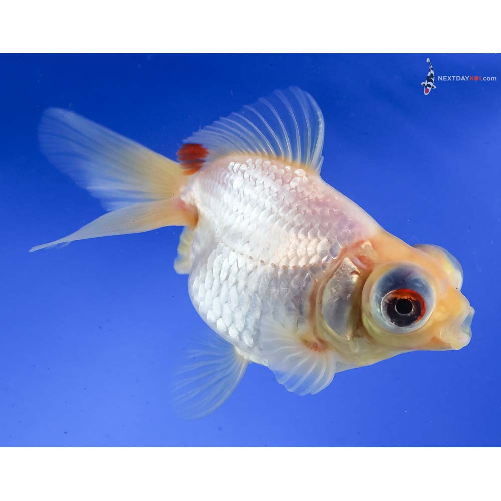 4.5” Imported Red and White Telescope Fantail