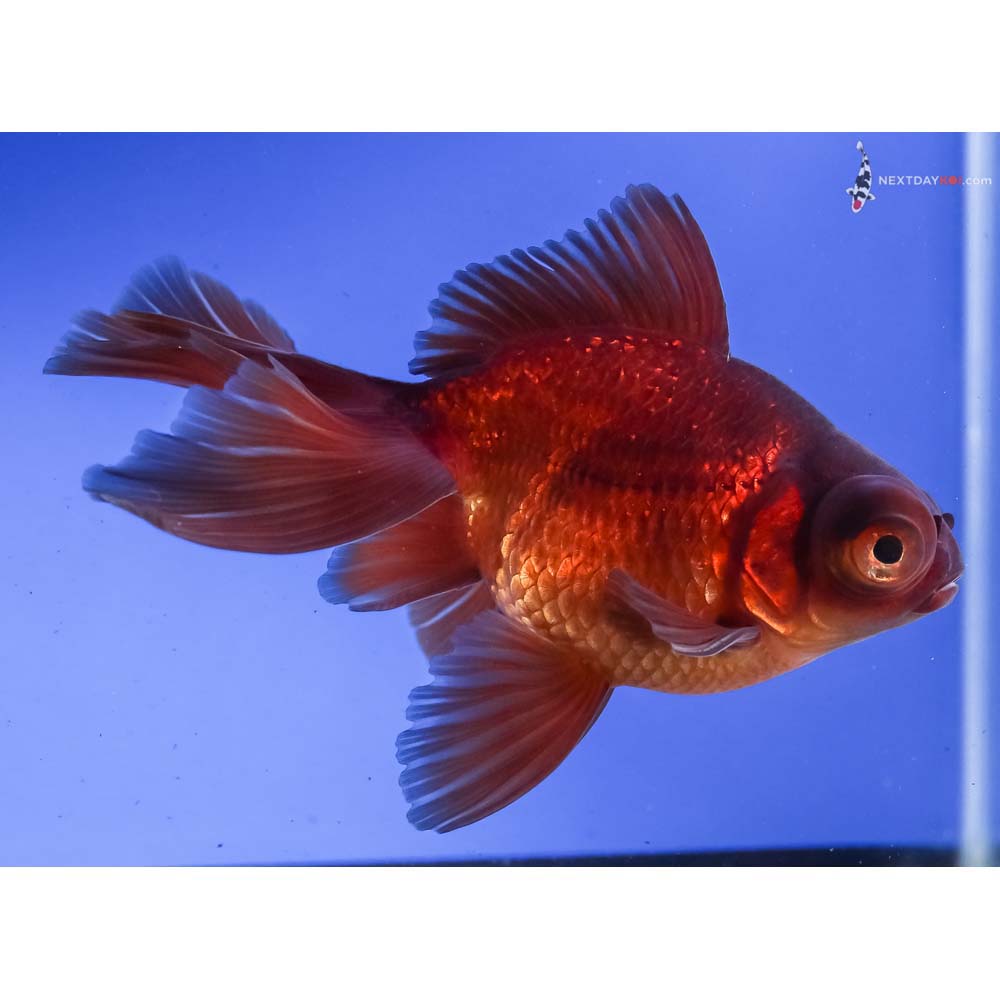 4.5” Imported Bronze Telescope Fantail