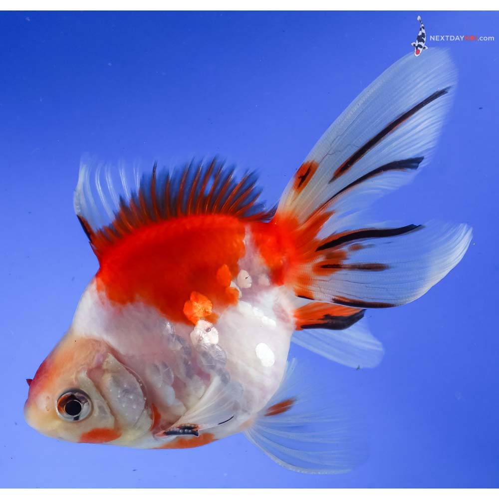 4.5” Imported Male Red and White Ryukin