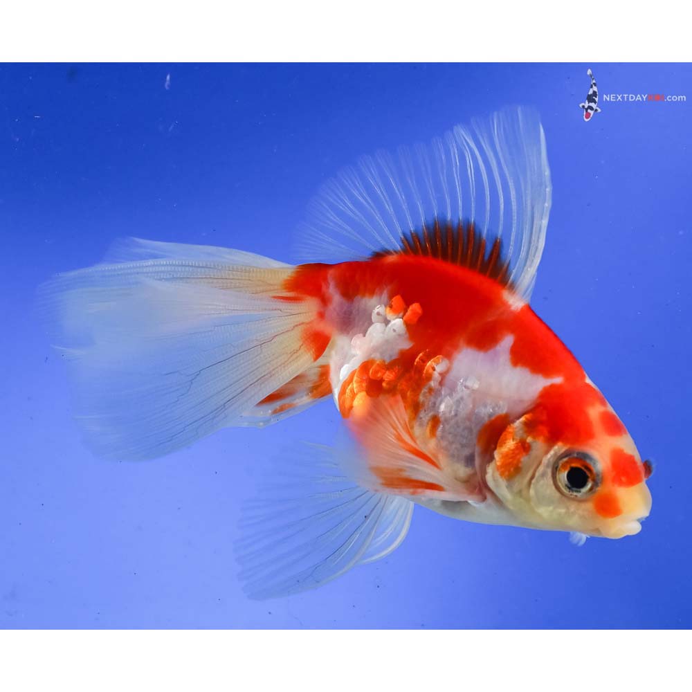 5” Imported Male Red and White Fantail