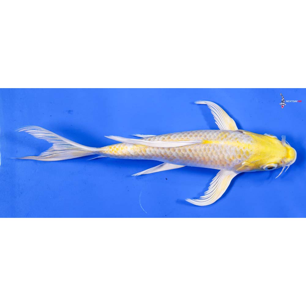 7.5” Imported Lemon Hariwake Butterfly Koi
