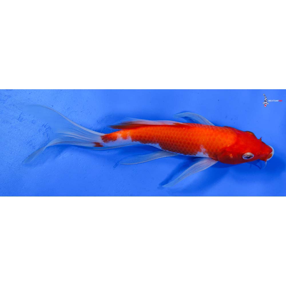 7.5” Imported Kohaku Butterfly Koi