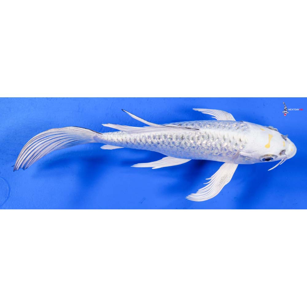 7.5” Imported Gin Rin Kujaku Butterfly Koi