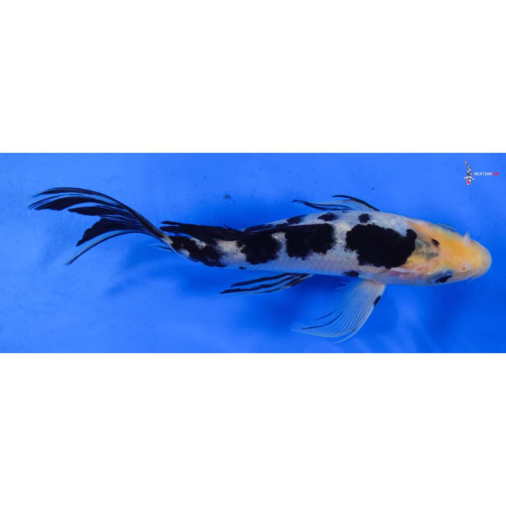 7” Imported Shiro Bekko Butterfly Koi