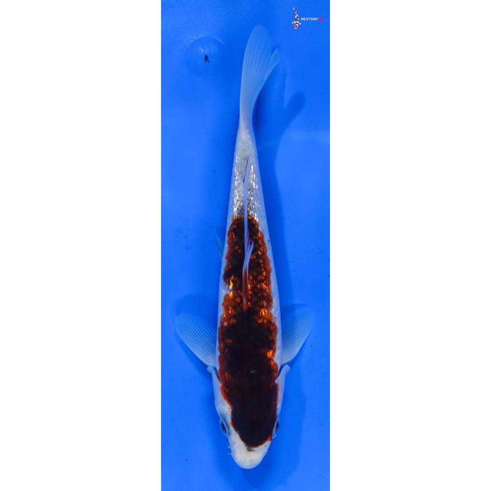 7” Imported Gin Rin Goromo