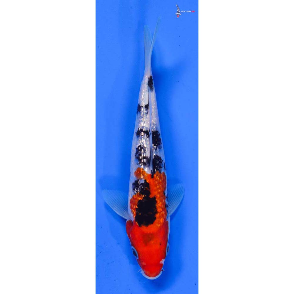 6.5” Imported Gin Rin Sanke