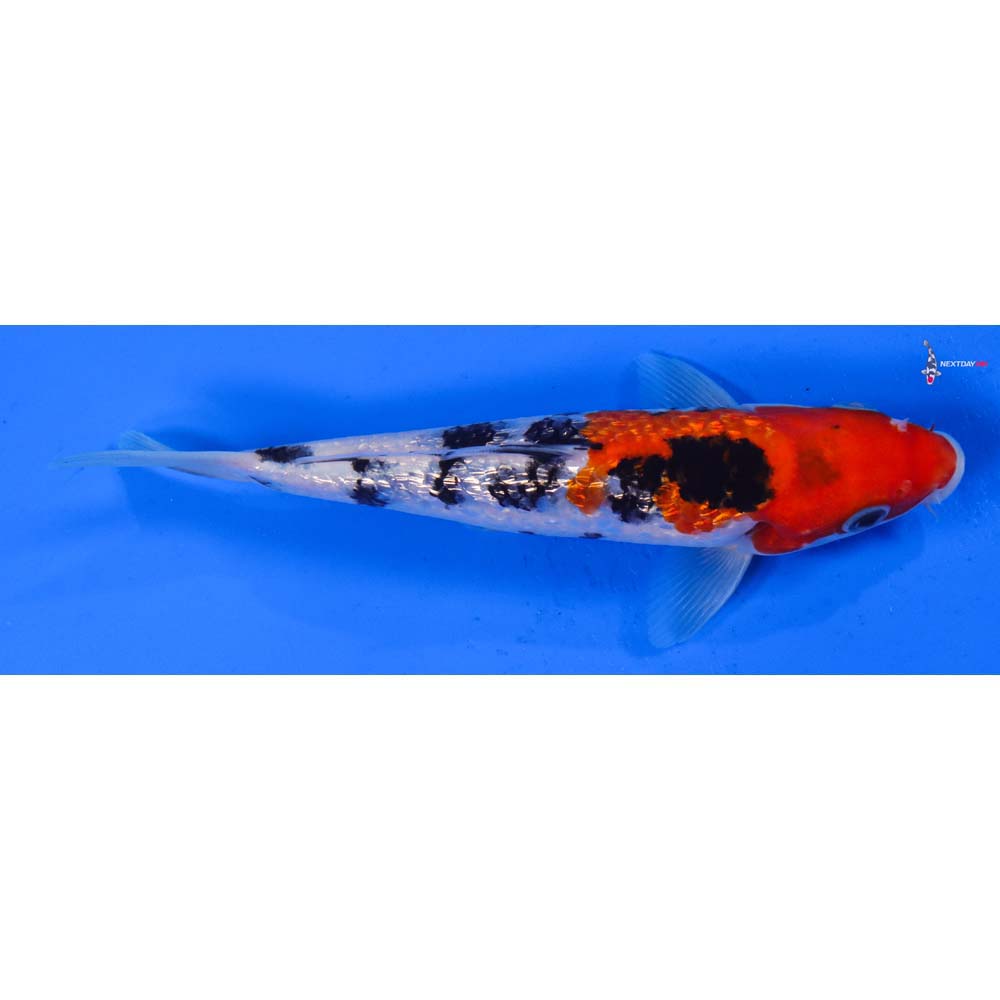 6.5” Imported Gin Rin Sanke