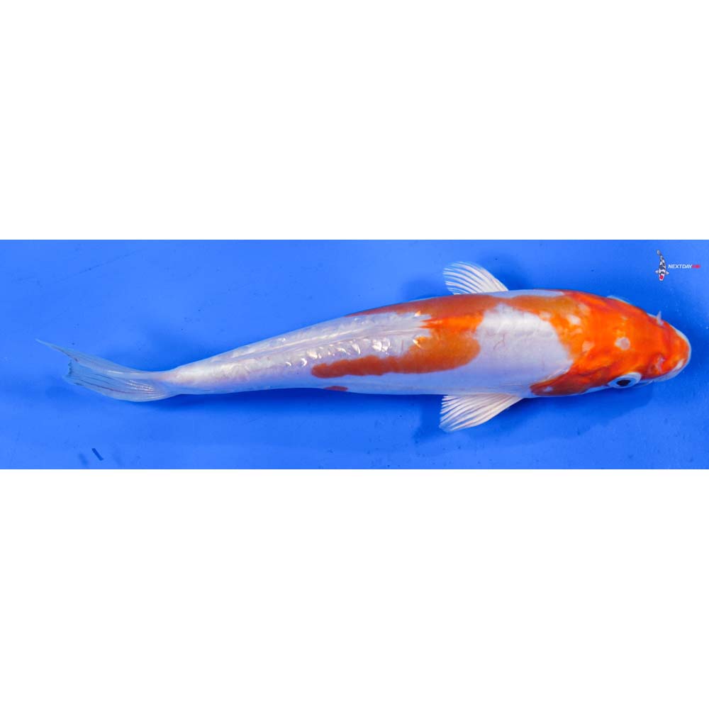 6.5” Imported Kikusui