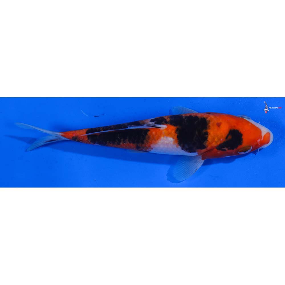 6.5” Imported Sanke