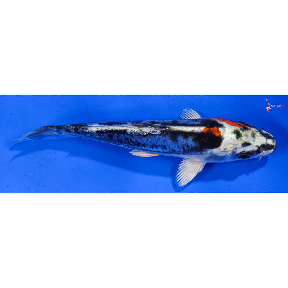 6.5” Imported Kin Kikokuryu