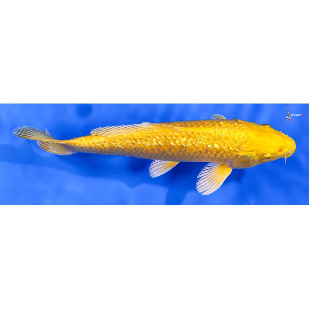 7” Imported Gin Rin Yamabuki Ogon