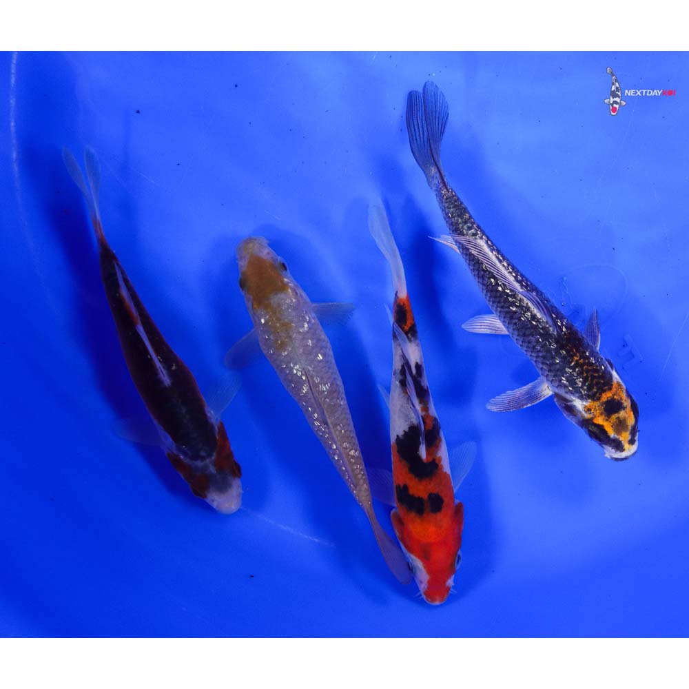 Lot of (4) 4-5” Imported Assorted Koi