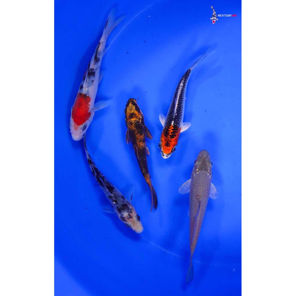 Lot of (5) 4-5” Imported Assorted Koi