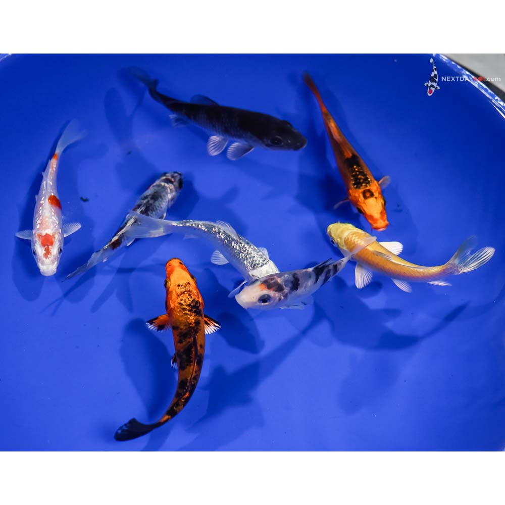 Lot of (8) 3-4” Imported Assorted Koi