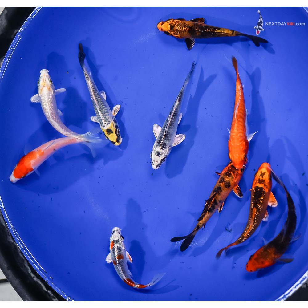 Lot of (10) 3-4” Imported Assorted Koi