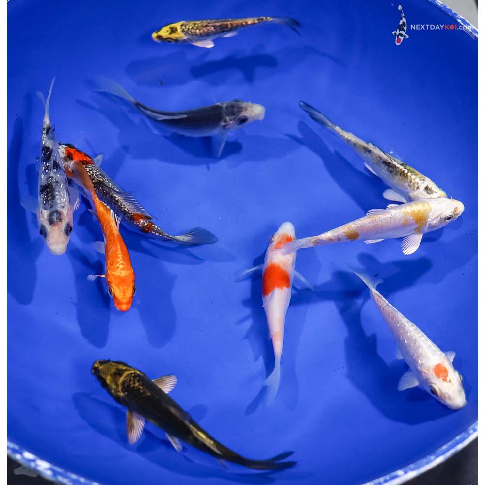 Lot of (10) 3-4” Imported Assorted Koi