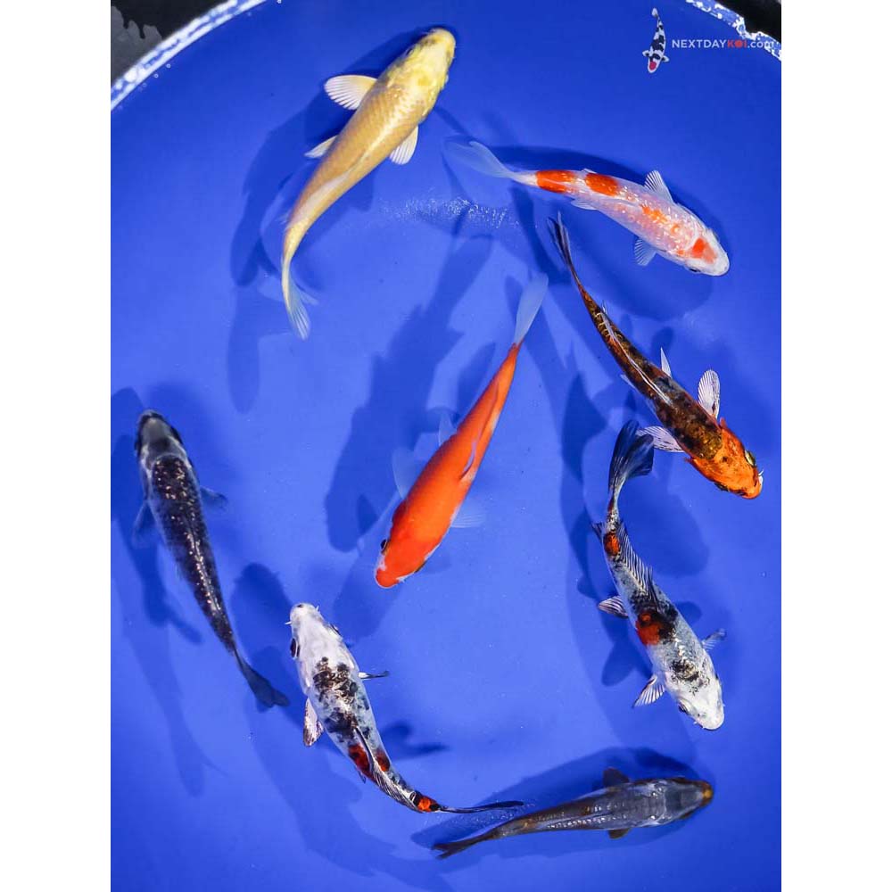 Lot of (8) 3-4” Imported Assorted Koi