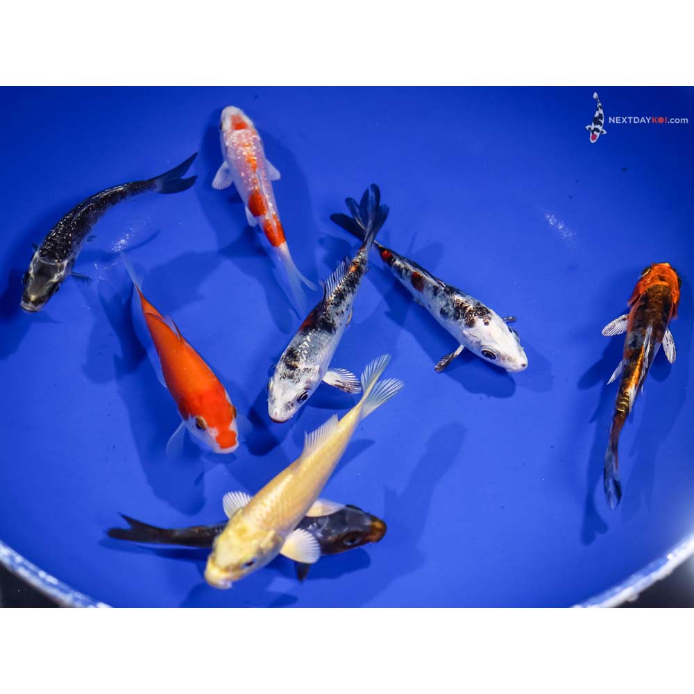 Lot of (8) 3-4” Imported Assorted Koi