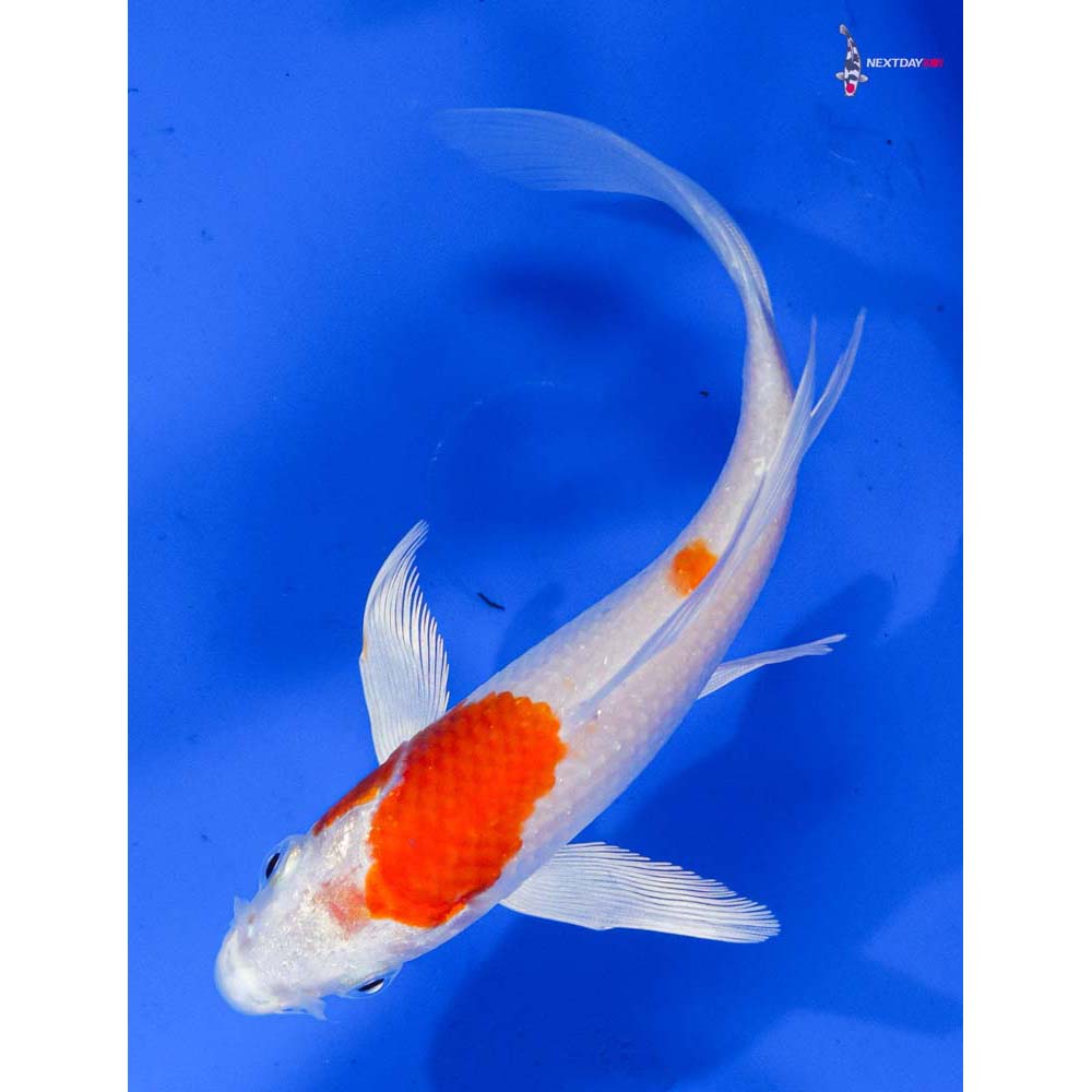 5” Imported Hariwake Butterfly Koi