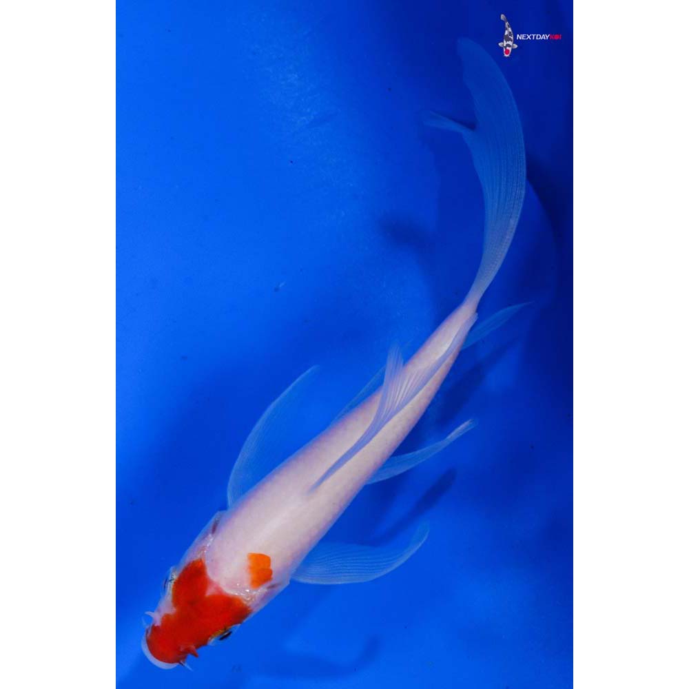 5” Imported Kohaku Butterfly Koi