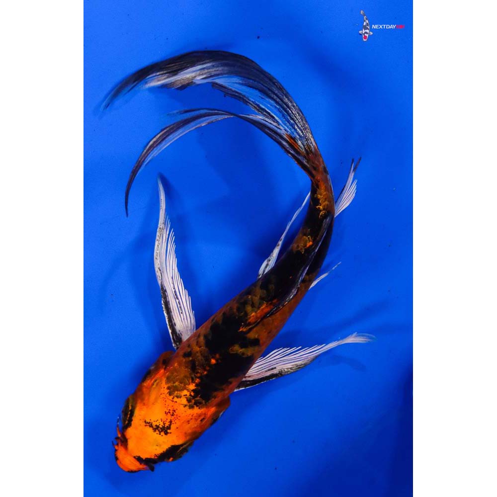 5” Imported Kin Aka Bekko Butterfly Koi