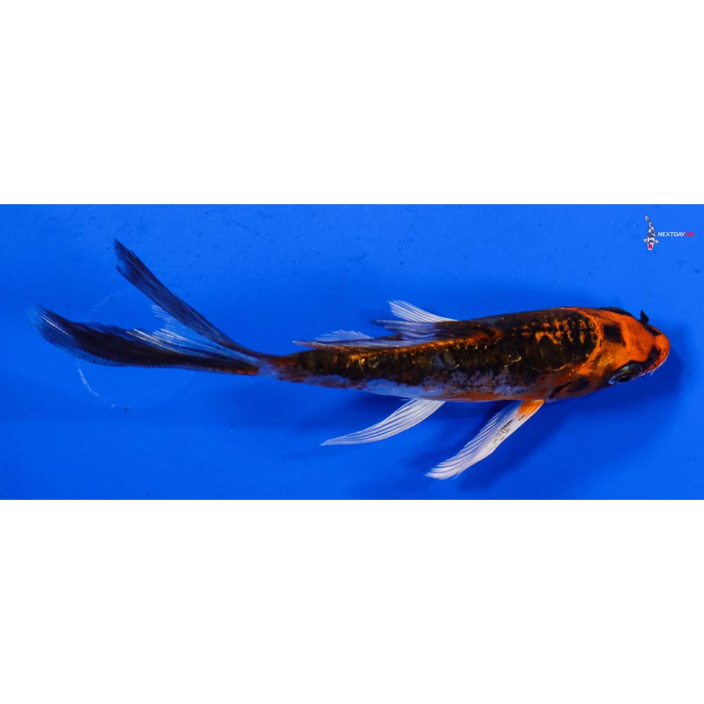 4.5” Imported Heisei Nishiki Butterfly Koi