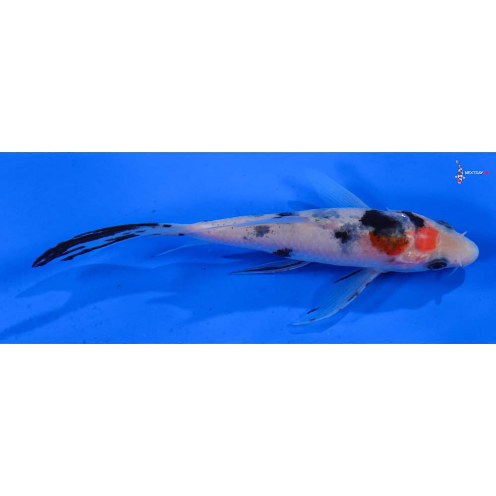 4.5” Imported Sanke Butterfly Koi