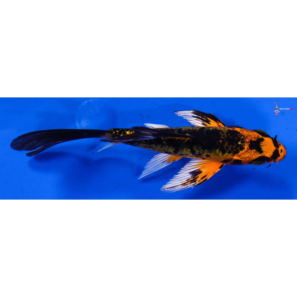 4” Imported Orenji Matsuba Butterfly Koi