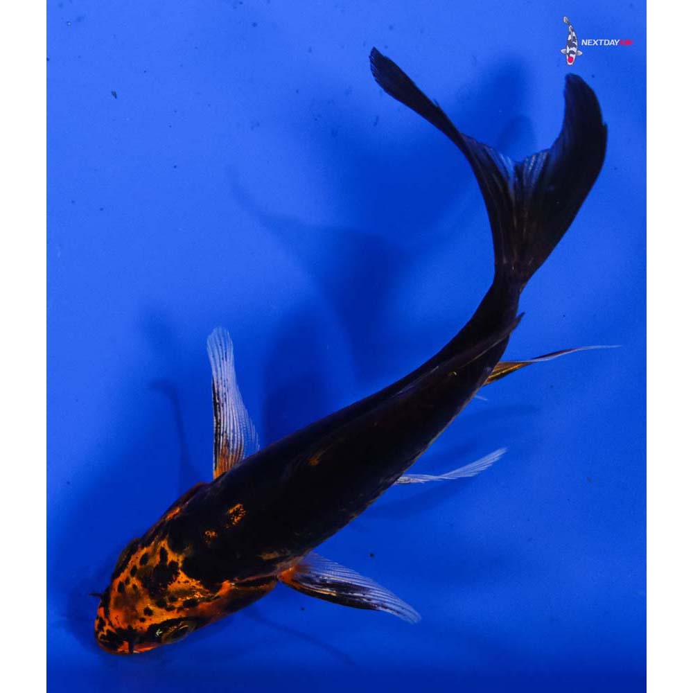 4” Imported Orenji Matsuba Butterfly Koi
