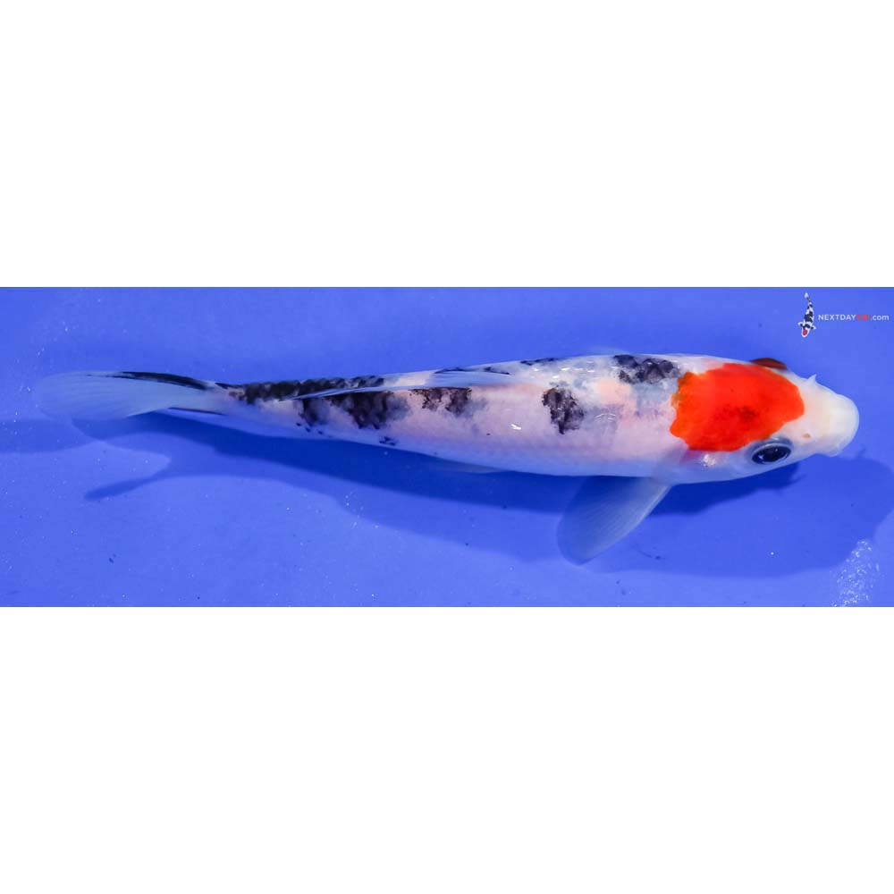 5.5” Imported Sanke