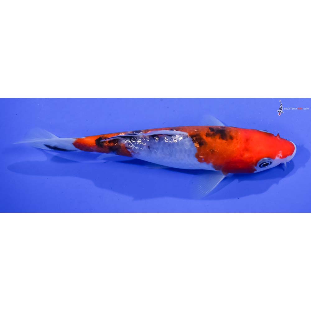 5.5” Imported Gin Rin Aka Sanke