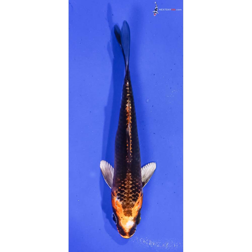 5” Imported Kujaku