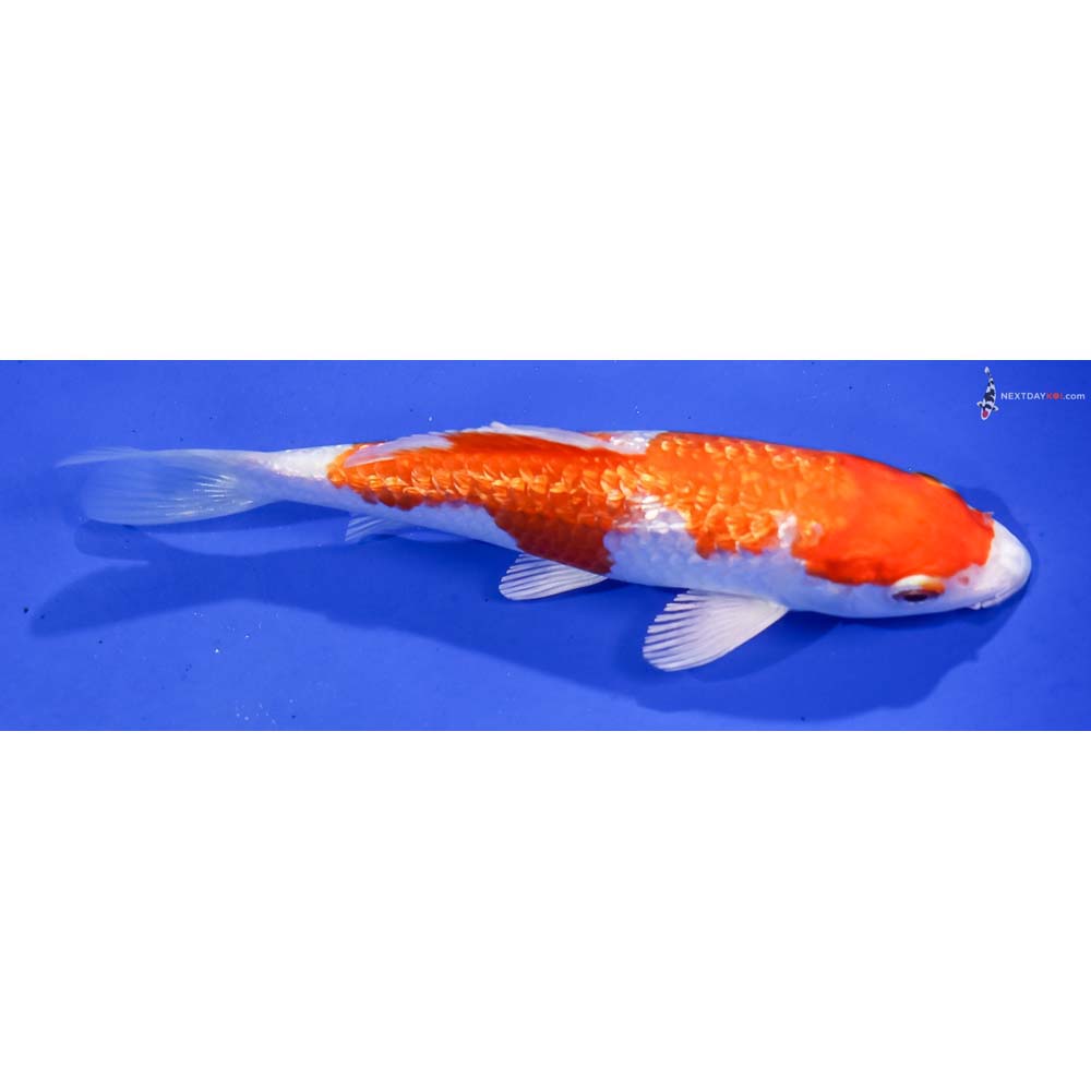 5.5” Imported Gin Rin Hariwake