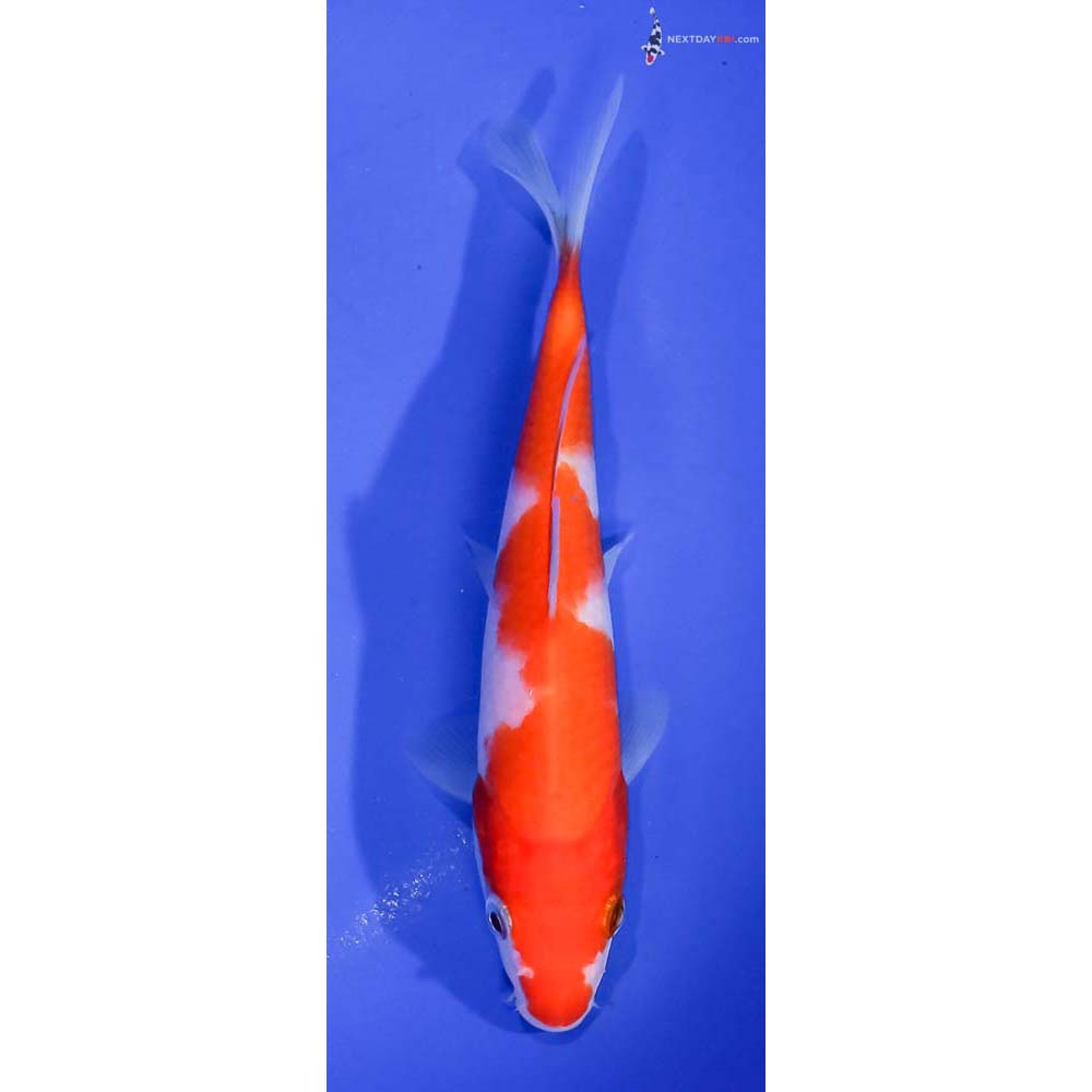 5.5” Imported Kohaku