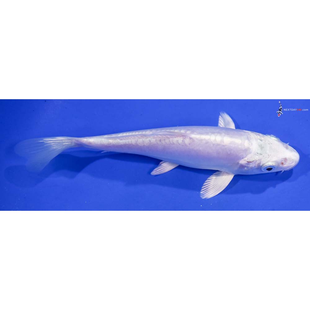 5.5” Imported Doitsu Platinum Ogon