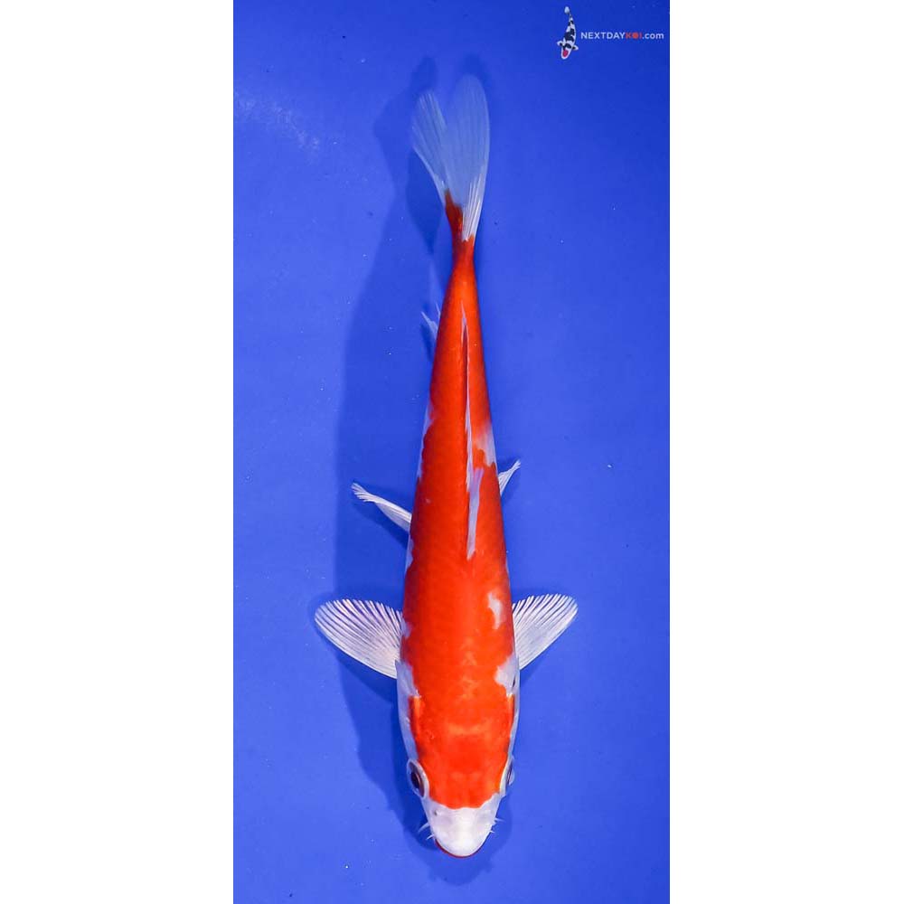 5.5” Imported Hariwake