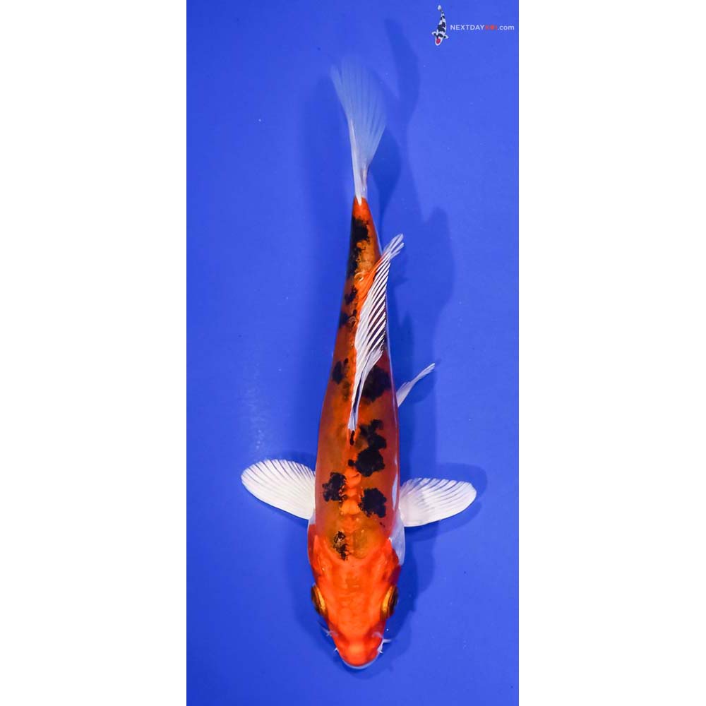 5.5” Imported Heisei Nishiki