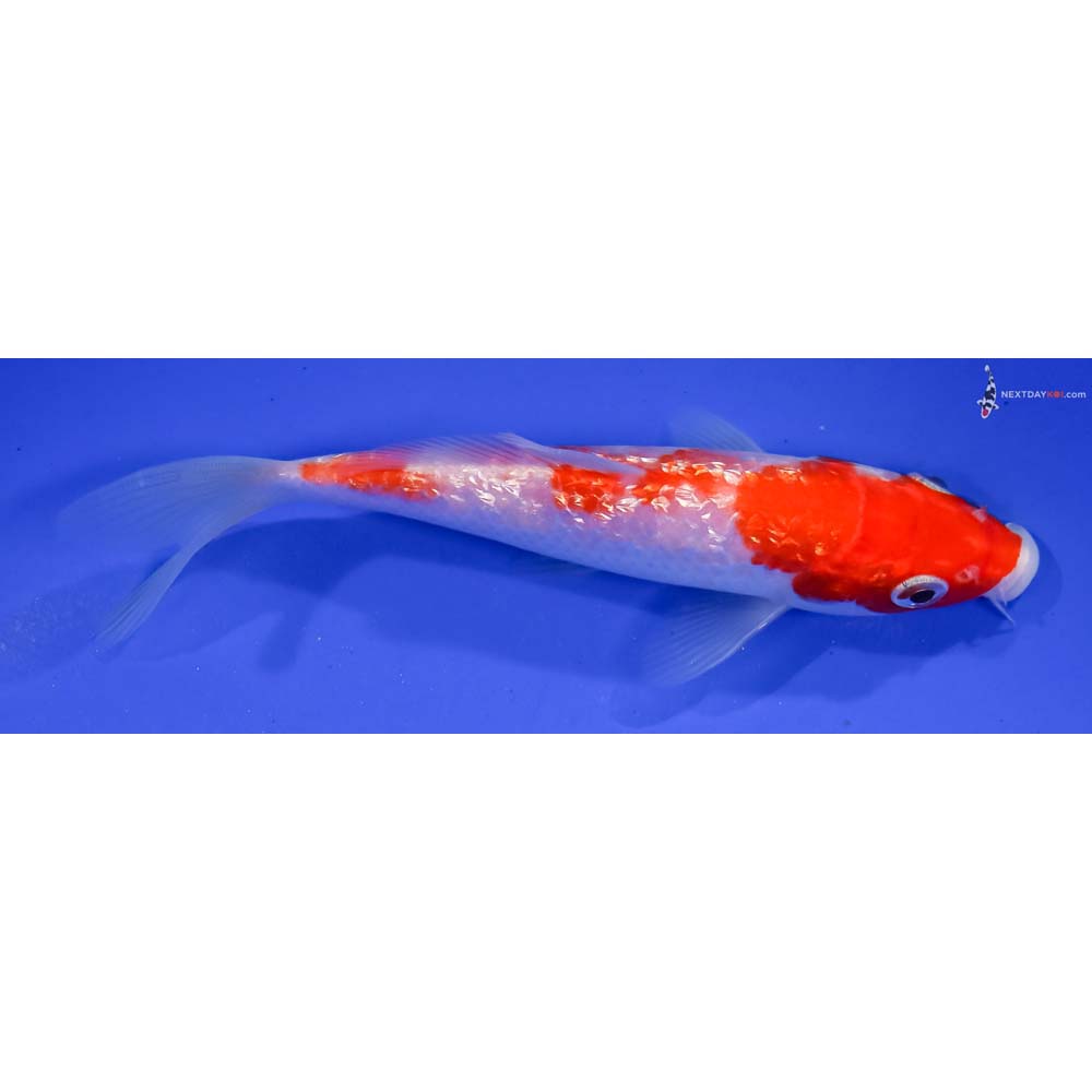 5.5” Imported Gin Rin Kohaku