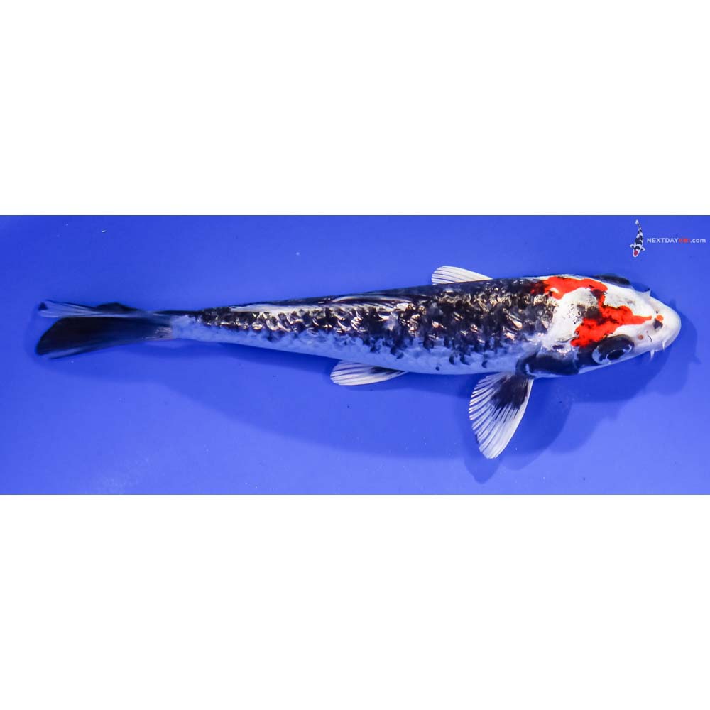 6” Imported Gin Rin Kujaku