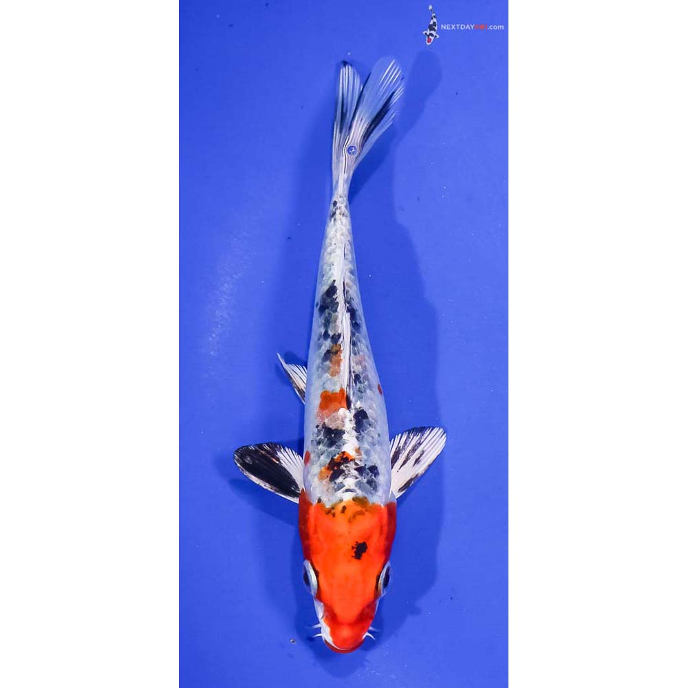 6” Imported Yamato Nishiki