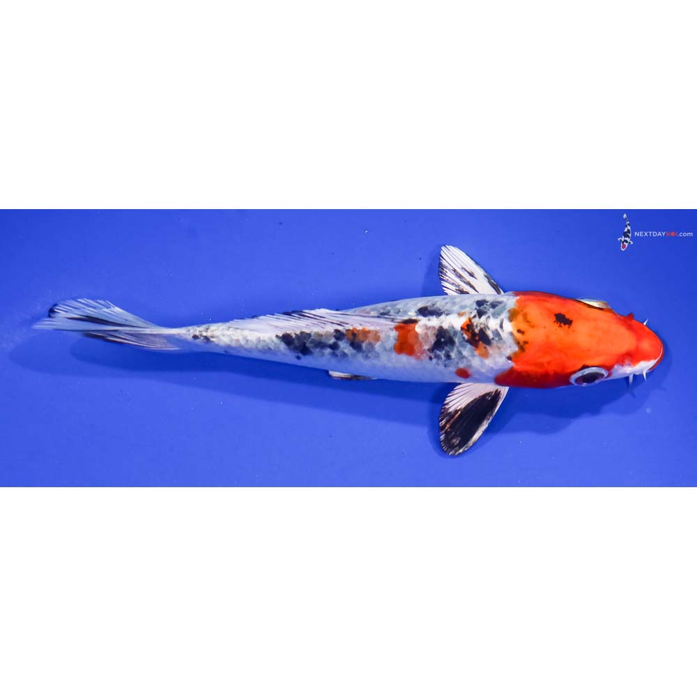 6” Imported Yamato Nishiki