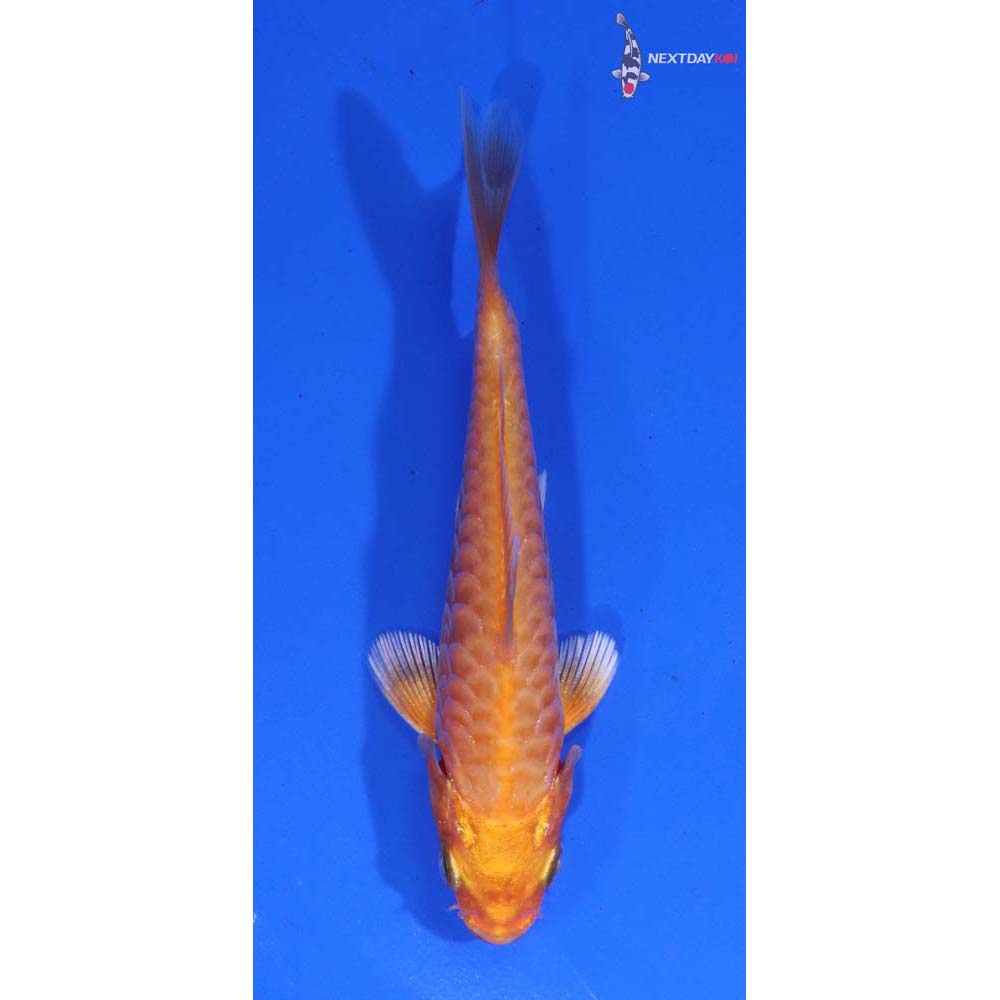 4” Imported Armor Scaled Orenji Ogon